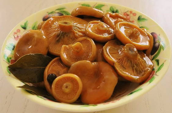 Salted mushrooms in brine