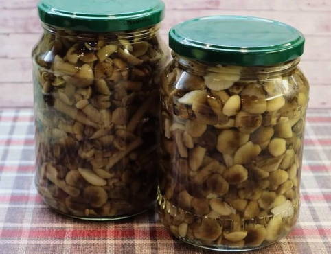 Pickled honey mushrooms in banks for the winter